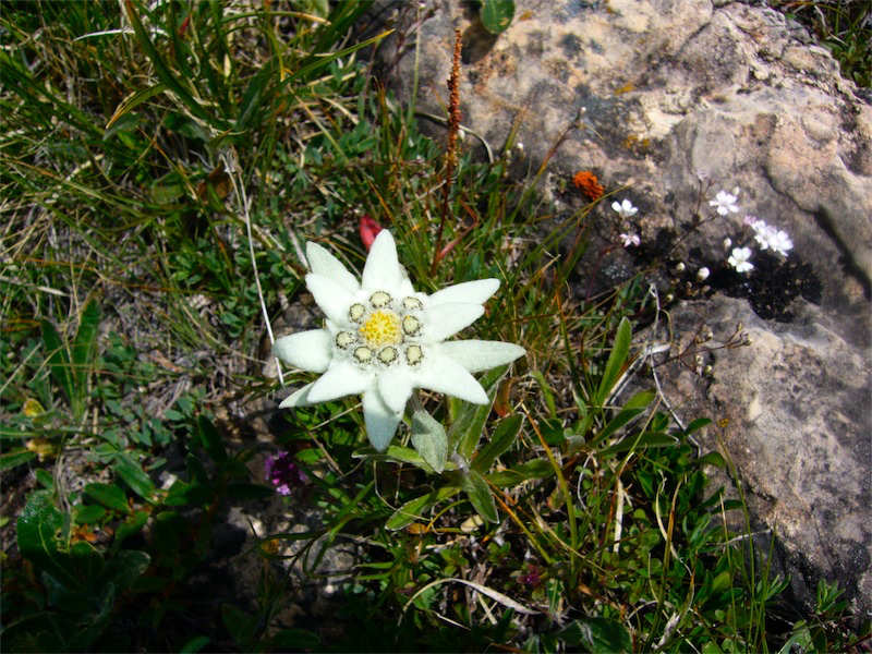 Edelweiss