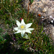 Edelweiss