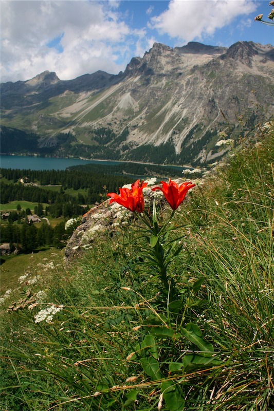 Feuerlilien