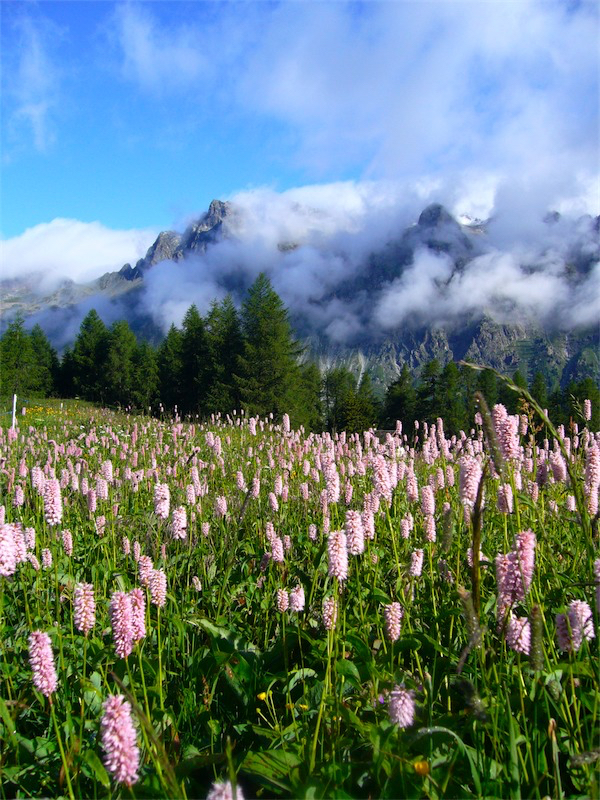 Wiesenknöterich