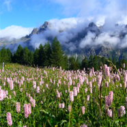 Wiesenknöterich