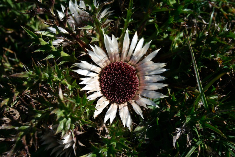 Silberdistel