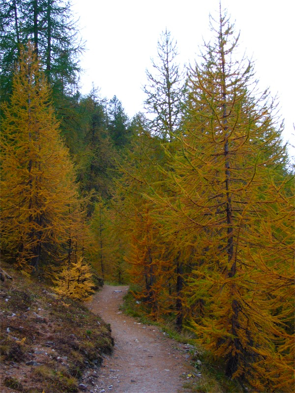 Lärchen im Herbstkleid