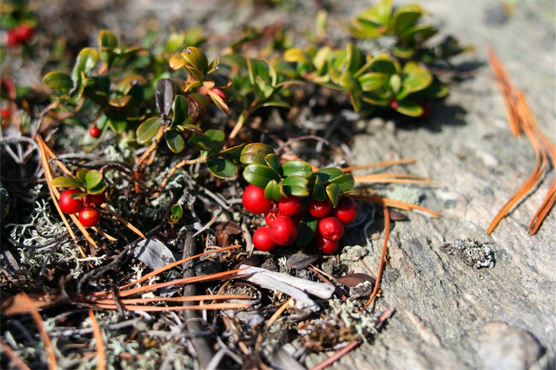 wilde Preiselbeeren