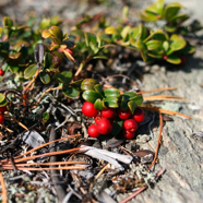 wilde Preiselbeeren