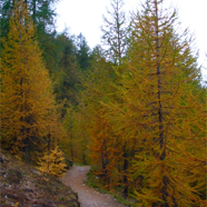 Lärchen im Herbstkleid